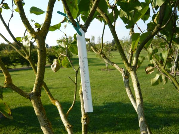 Accessoires pour semer - Étiquette Témoin - 10 cm (x12) - face recto